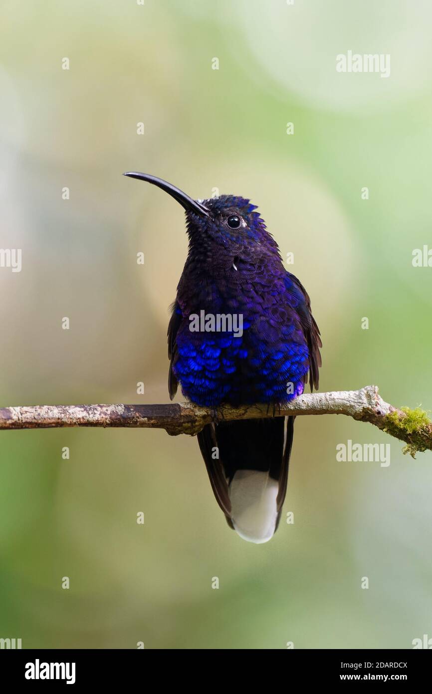 Violett Campylopterus hemileucurus Sabrewing - sehr große Hummingbird native zum südlichen Mexiko und Mittelamerika Costa Rica und Panama. Stockfoto