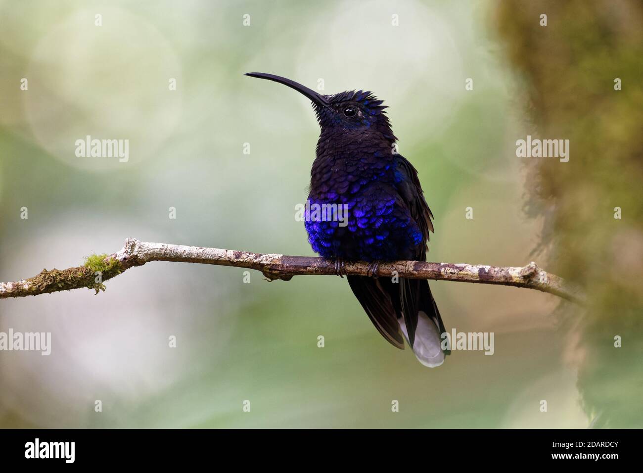 Violett Campylopterus hemileucurus Sabrewing - sehr große Hummingbird native zum südlichen Mexiko und Mittelamerika Costa Rica und Panama. Stockfoto
