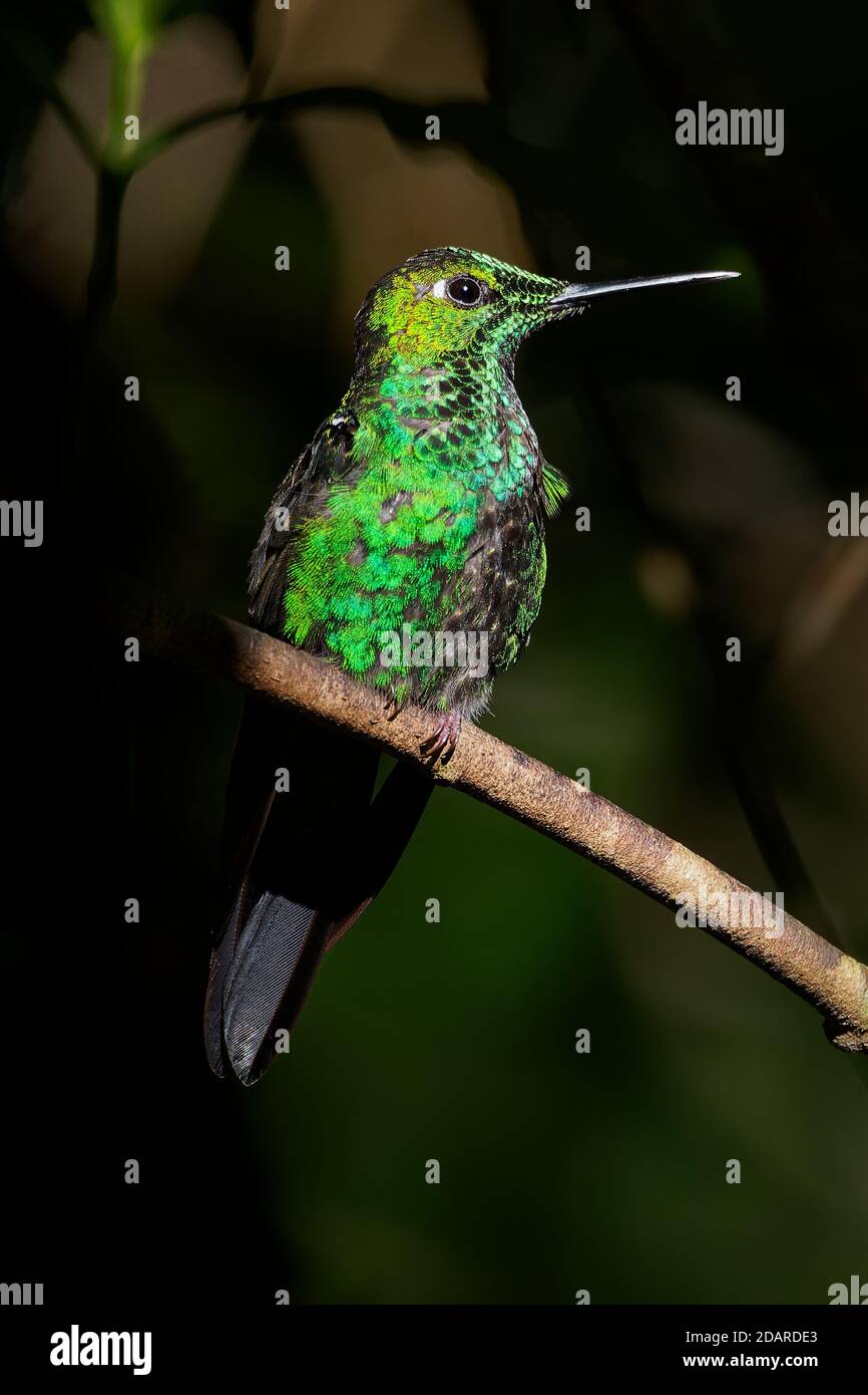 Grün - gekrönte Brillant - Heliodoxa jacula Große, robuste Kolibri, ist ein Bewohner Züchter im Hochland von Costa Rica nach westlichen Ecuador. Stockfoto
