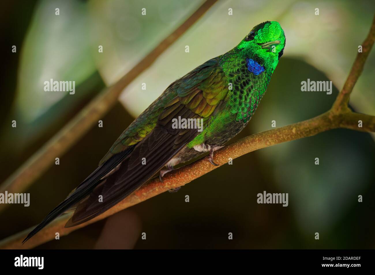 Grün - gekrönte Brillant - Heliodoxa jacula Große, robuste Kolibri, ist ein Bewohner Züchter im Hochland von Costa Rica nach westlichen Ecuador. Stockfoto