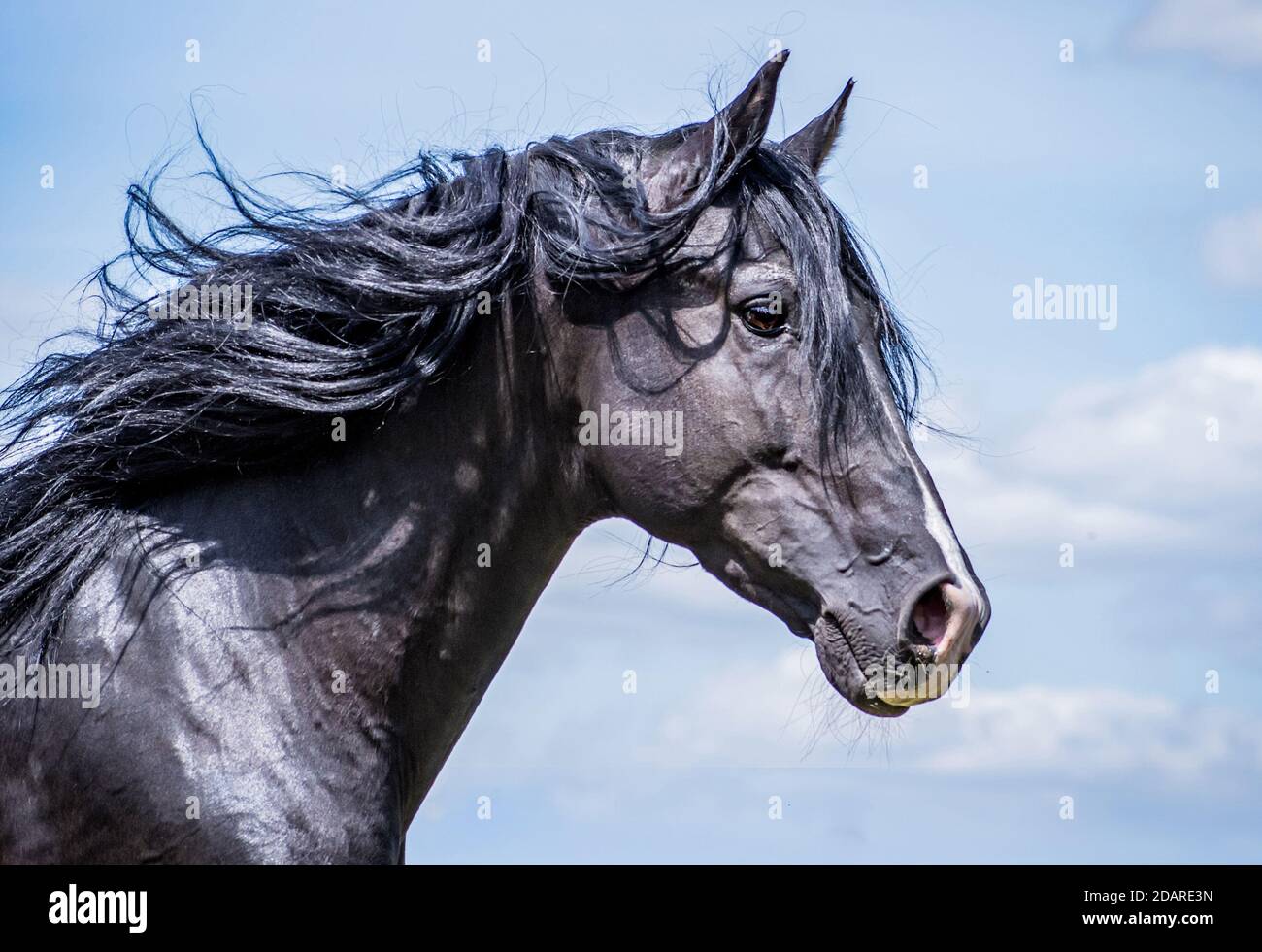 Porträt des Kopfes eines edlen und wilden Schwarzen Pferd Stockfoto