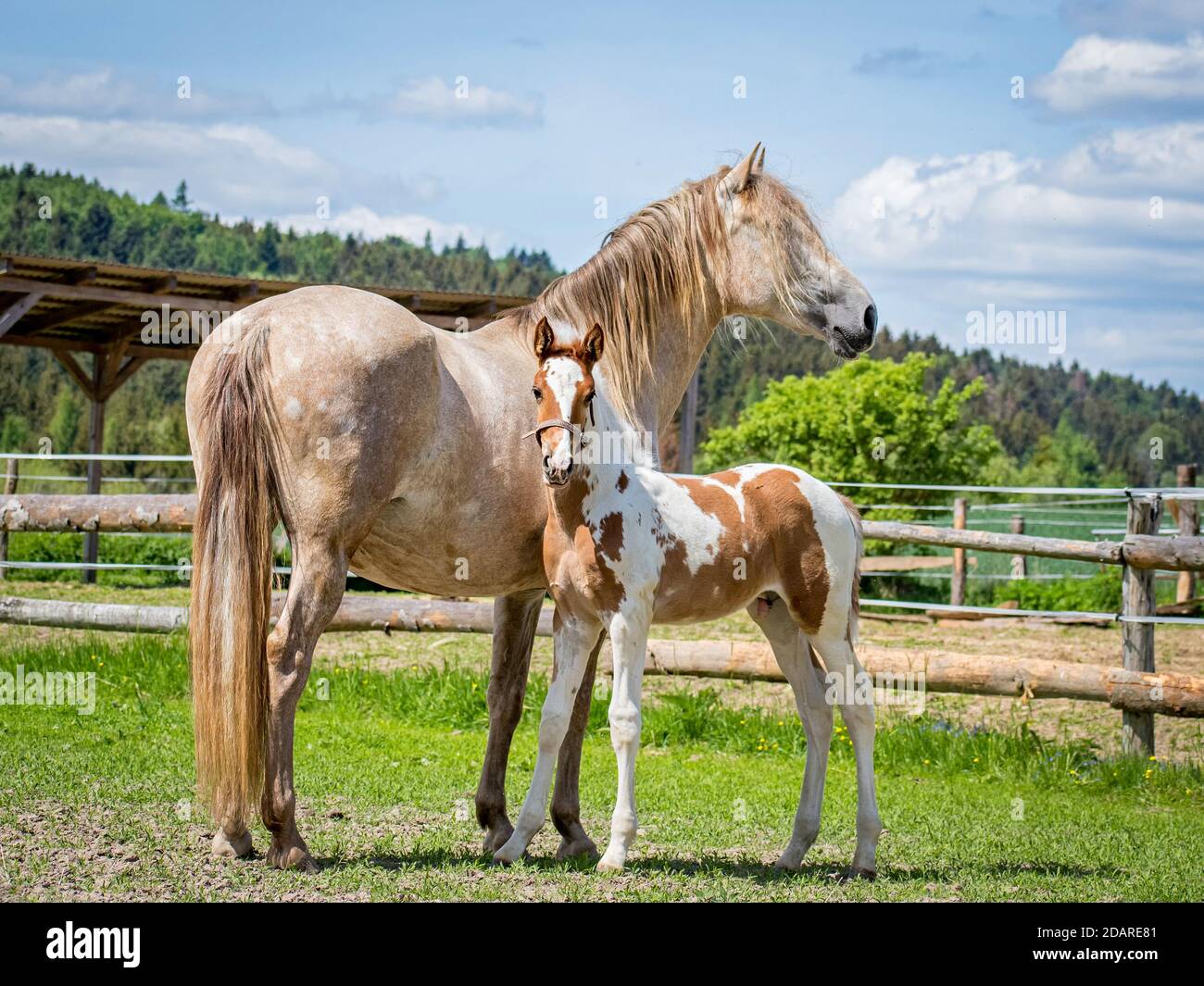 Fohlen mit einer Stute in einem Paddock auf einer Weide An einem sonnigen Tag Stockfoto