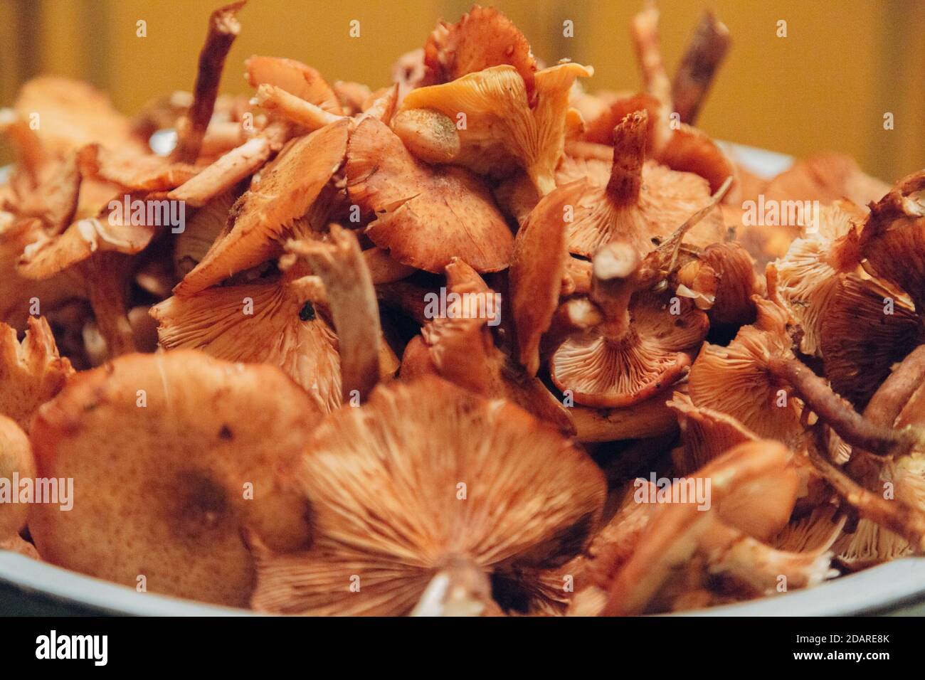 Pilzernte. Viele Herbstpflanzen. Pilzzubereitung Stockfoto
