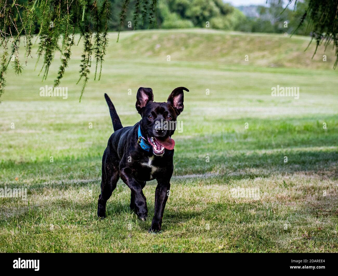 Verrückter Welpe mit seiner Zunge aus warten auf einen Ball Stockfoto