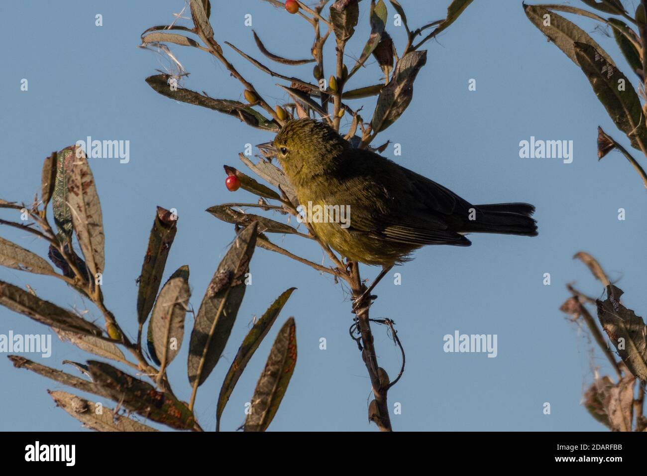 Orange gekrönte Waldsänger klammert sich an Vegetation Zweig, während ein Insekt zu essen Stalking. Stockfoto