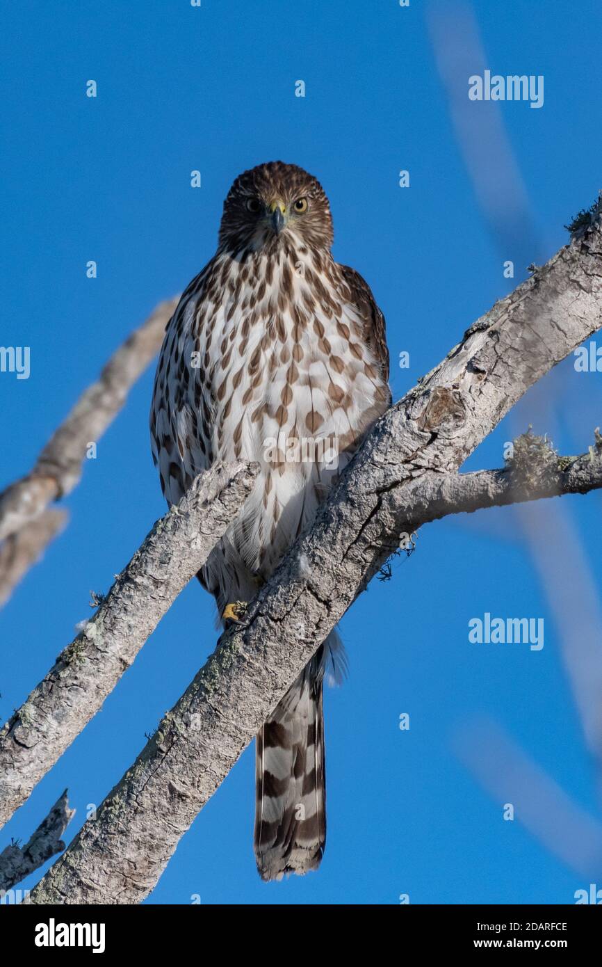Coopers Hawk zeigt erbitterten Ausdruck, während er auf einem Deadwood-Baum thront, der von oben die Mündung überblickt. Stockfoto