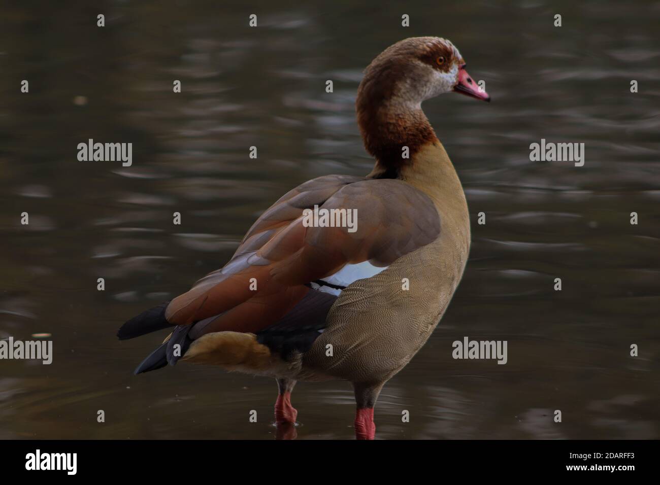 Ente wild .See im Park von LONDON Stockfoto