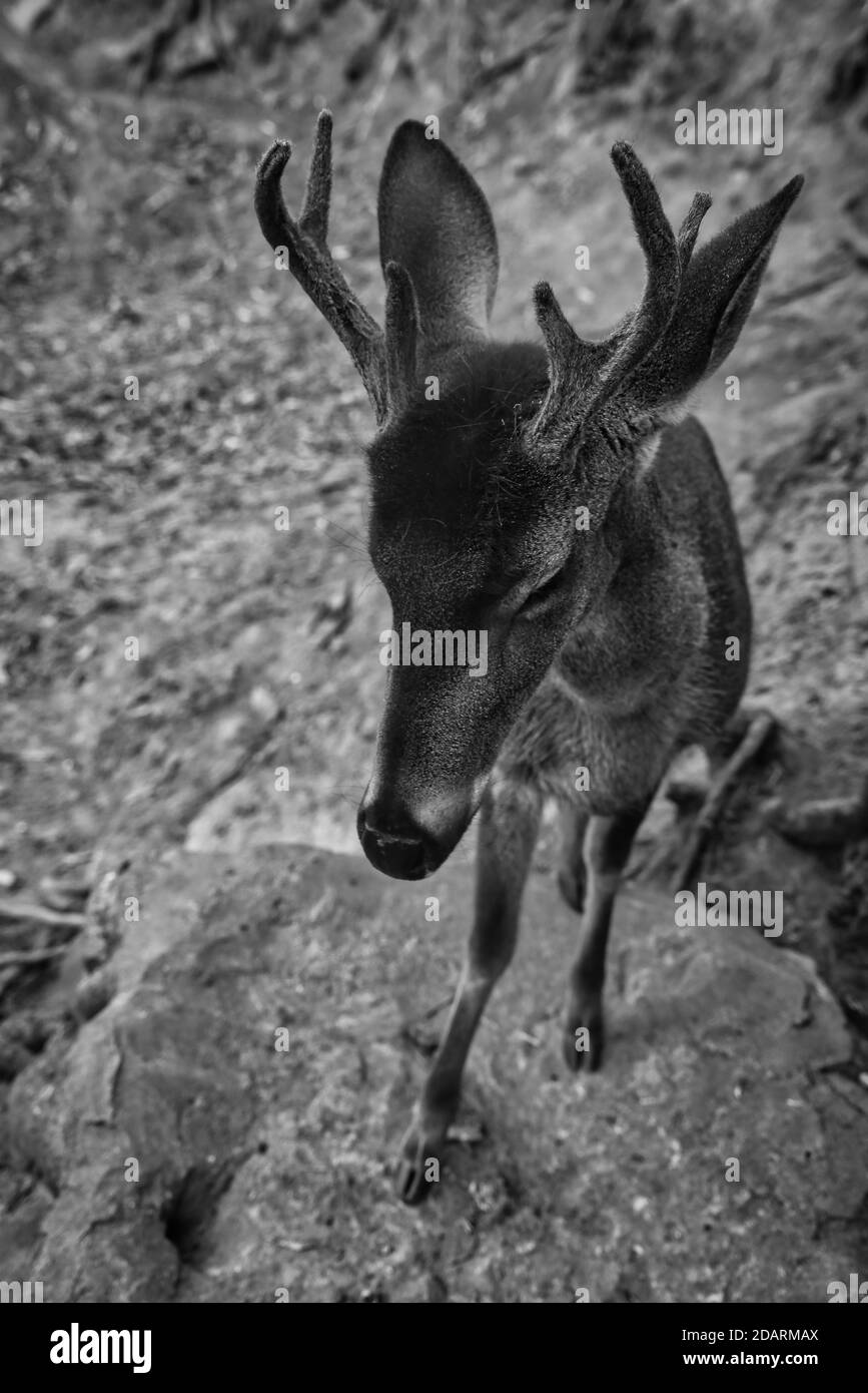 Schwarze und weiße Hirsche, die auf einem Felsen klettern Stockfoto