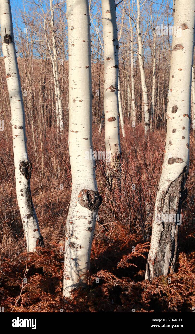 Aspen Baumstämme Stockfoto