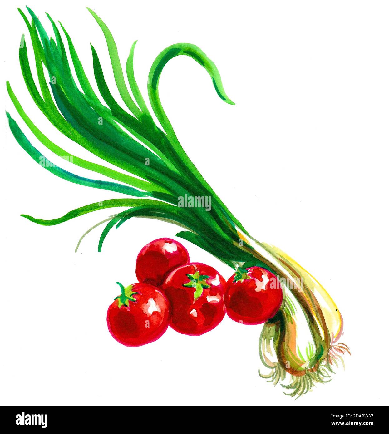 Rote Tomaten und grüne Zwiebel. Aquarellmalerei Stockfoto