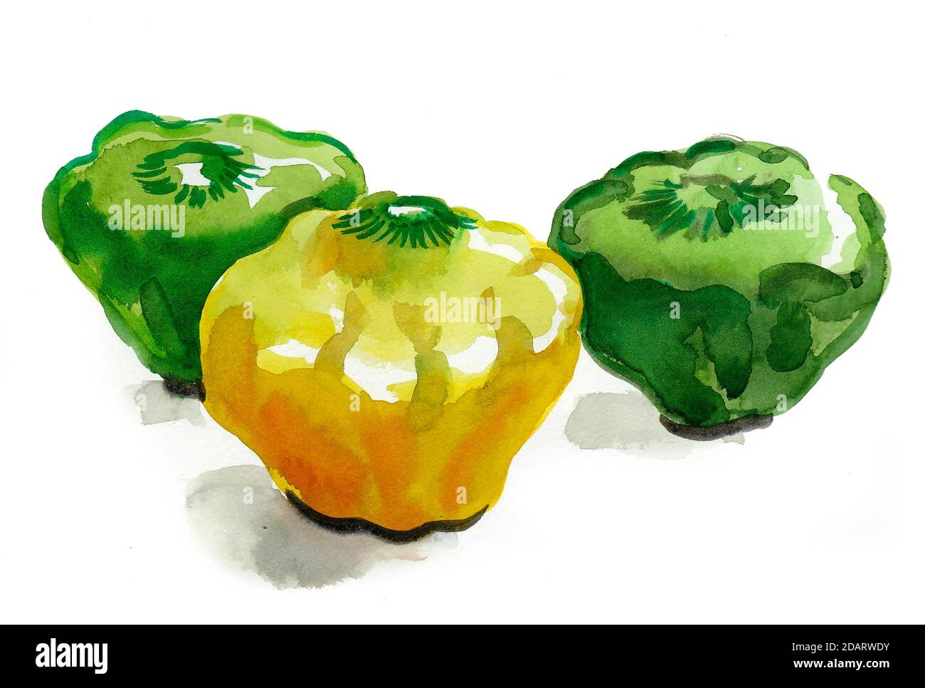 Patty Pfanne Gemüse. Aquarellmalerei Stockfoto