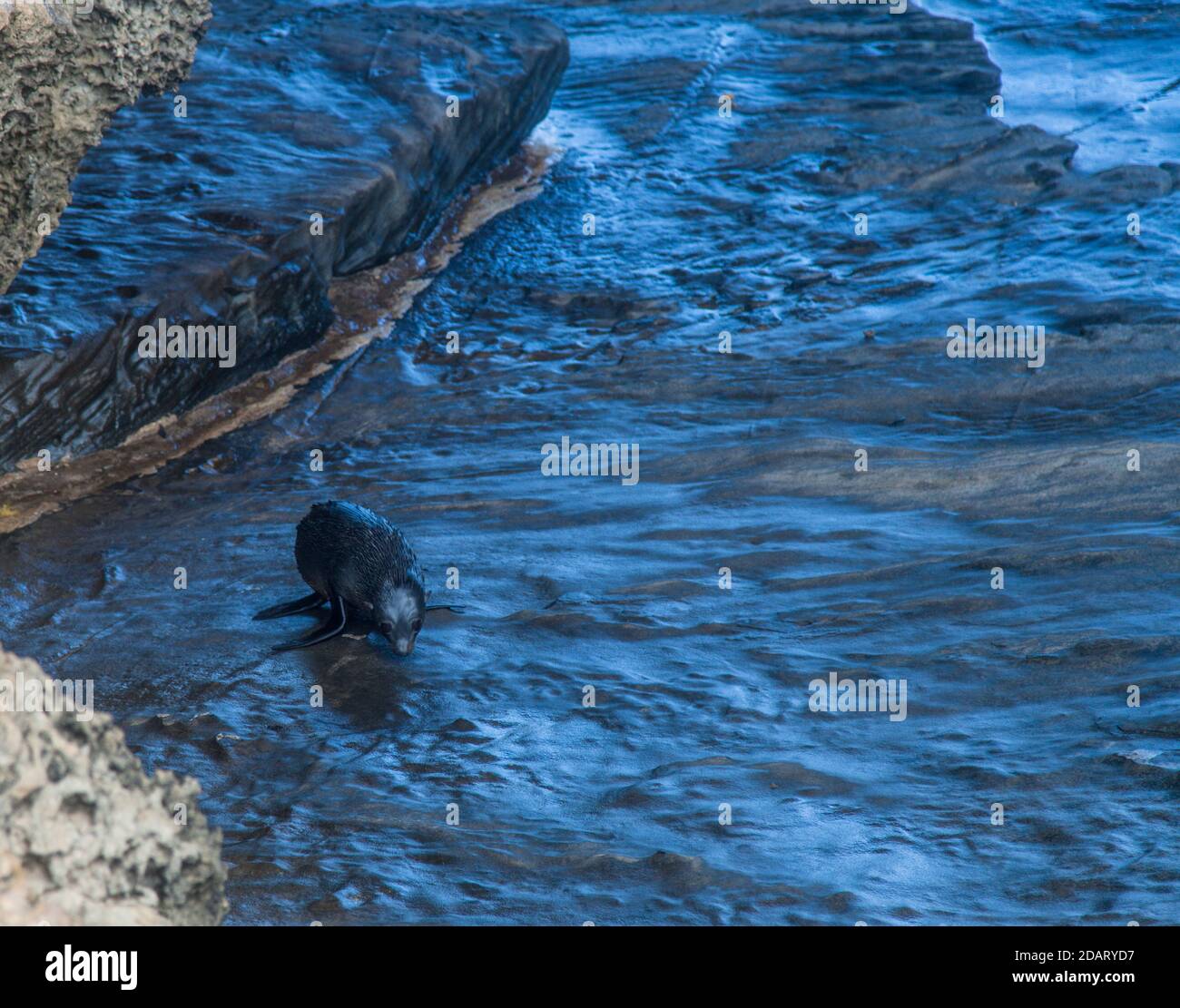 Neuseeland Pelzrobbe (Arctocephalus forsteri) auch als Long-Noced fur Seal, Admiralty Arch, Flinders Chase NP. Stockfoto