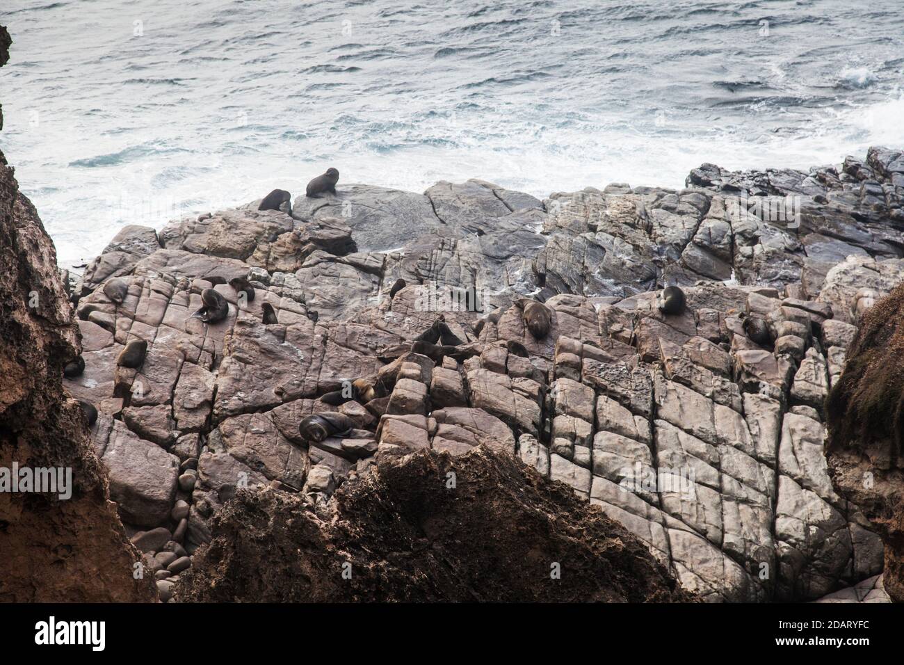 Neuseeland Pelzrobben (Arctocephalus forsteri) auch als Long-Noced fur Seal, Admirals Arch, Flinders Chase NP. Stockfoto