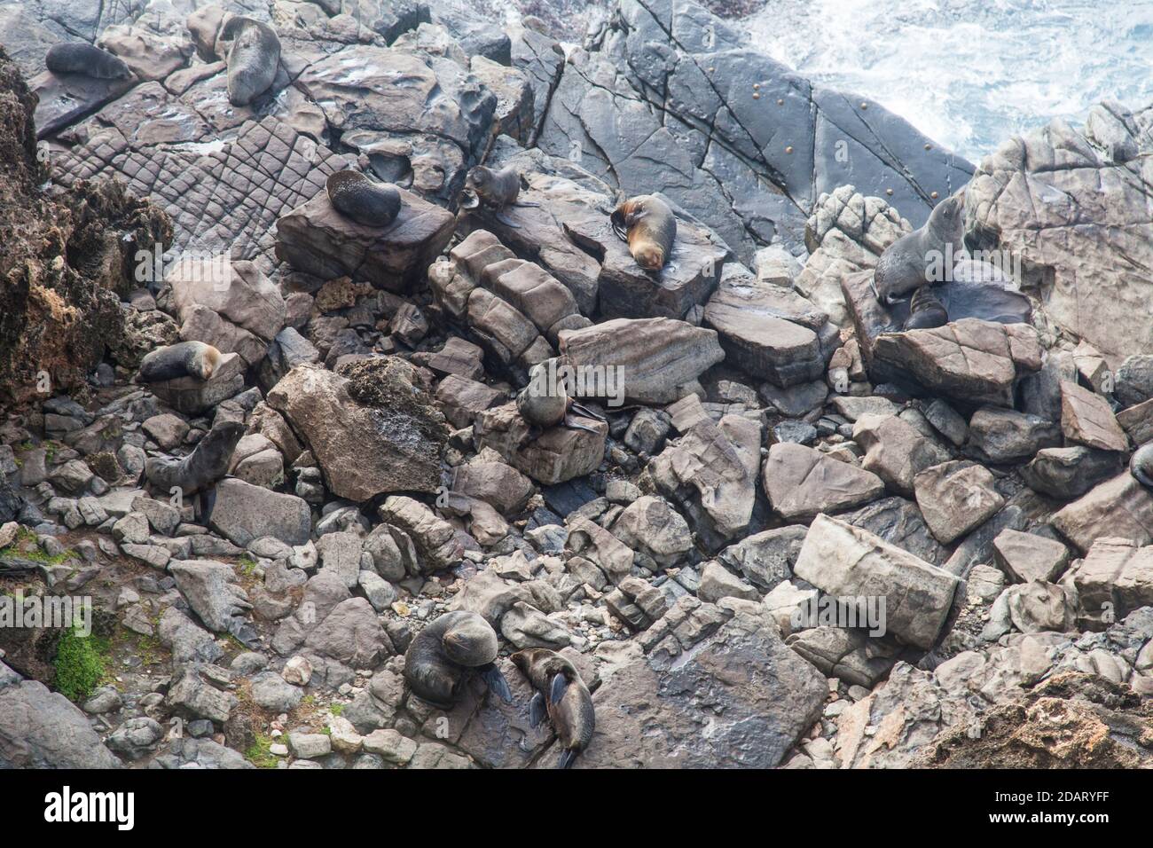 Neuseeland Pelzrobben (Arctocephalus forsteri) auch als Long-Noced fur Seal, Admirals Arch, Flinders Chase NP. Stockfoto