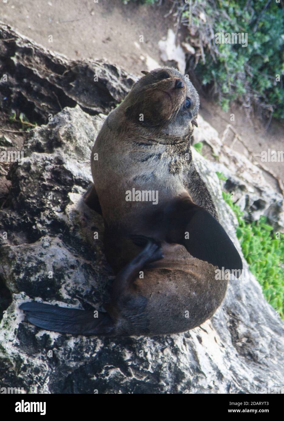 Neuseeland Pelzrobbe (Arctocephalus forsteri) auch als Long-Noced fur Seal, Admirals Arch, Flinders Chase NP. Stockfoto
