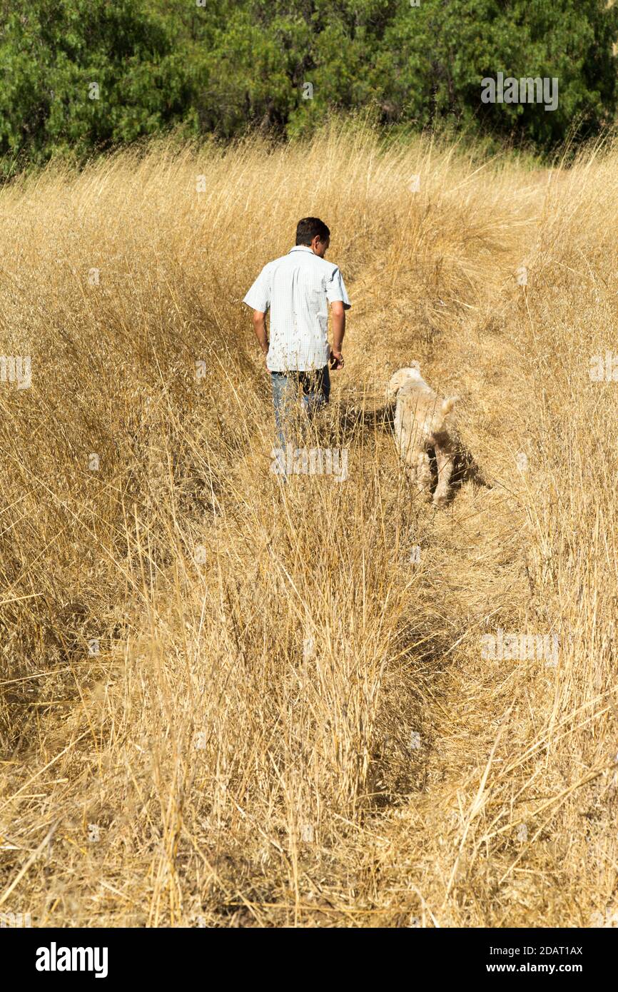 Junger Mann, der mit seinem Labradoodle einen Weizen gefärbt Hügel von hinten gesehen Stockfoto