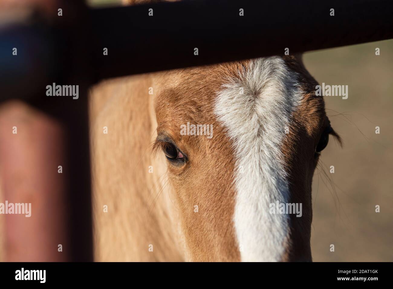 Nahaufnahme des Auges des neugierigen Fohlens, das durch die Riegel guckt corral Stockfoto