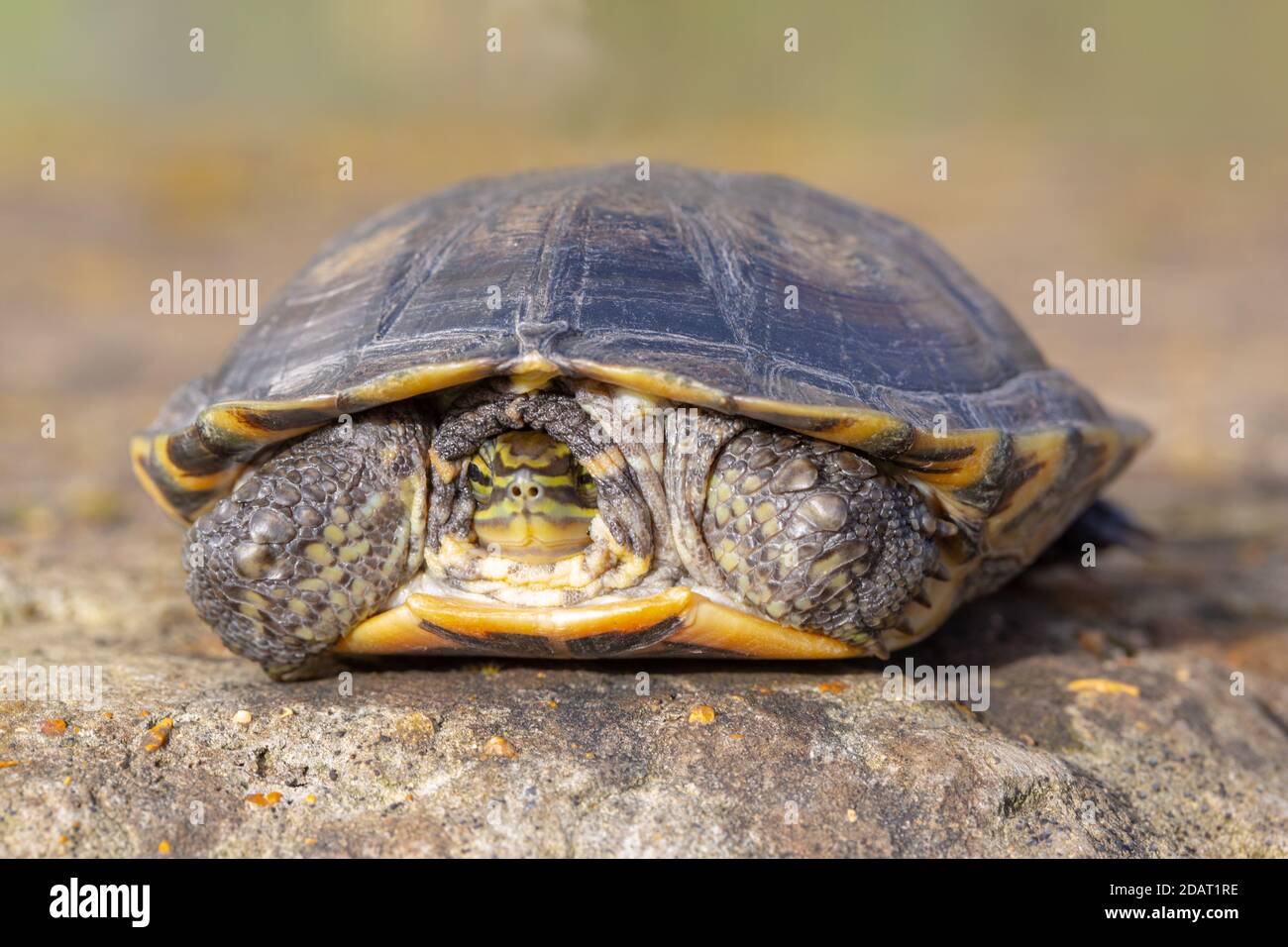 Vietnamesische oder Annan Pond Turtle oder Vietnamesische Blattschildkröte (Mauremys annamensis). Aus der Provinz Quang Nam, Annam, Zentralvietnam. Kritische Gefährdung Stockfoto