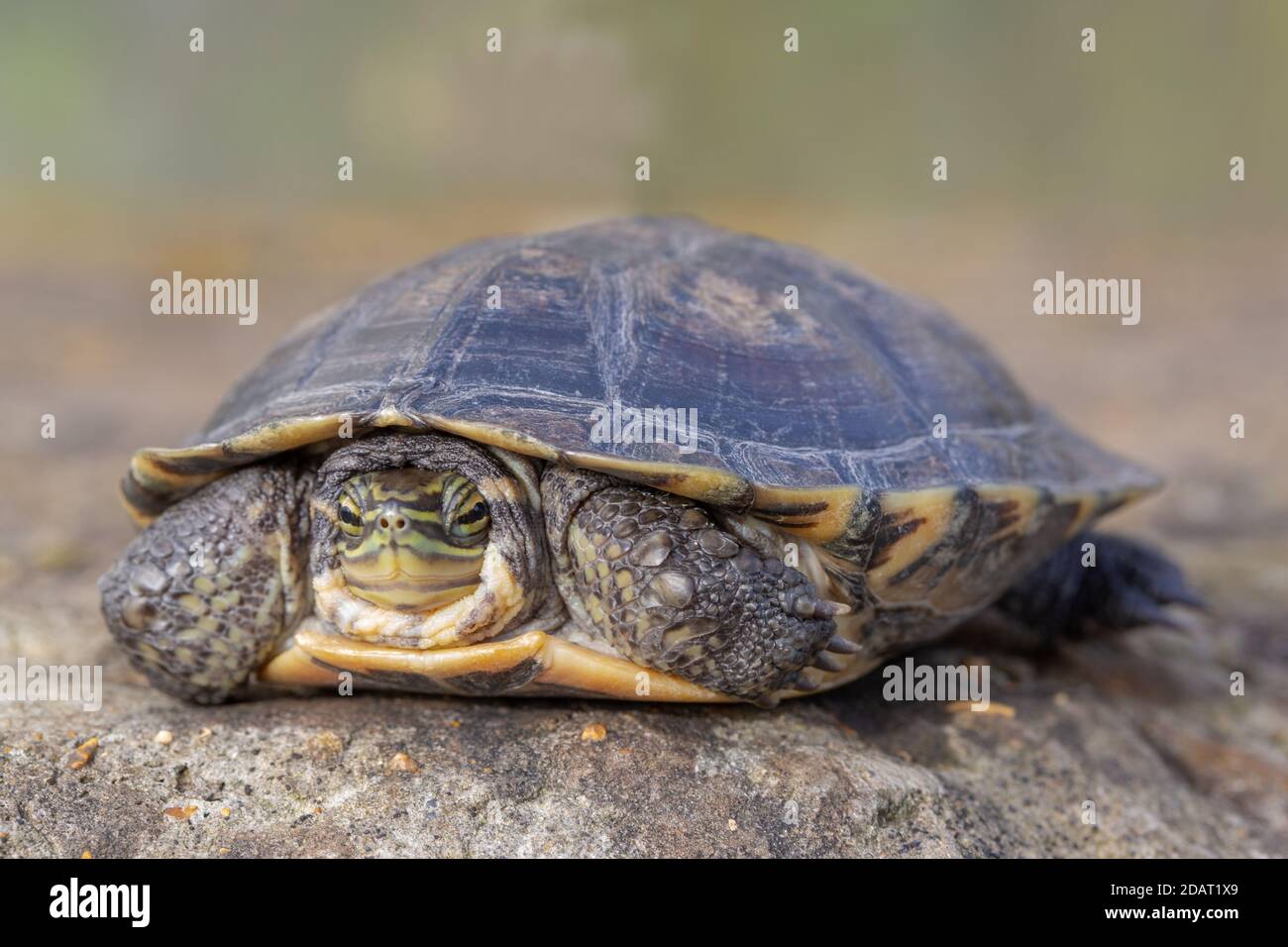 Annam-Blattschildkröte (Mauremys annamensis). Gefährde Spezies Kritisch. Süßwasser, omnivore Wasserschildkröte. Endemisch, Zentralvietnam. Stockfoto