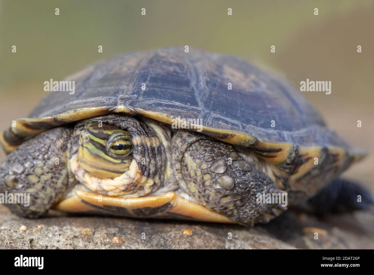 Annam-Blattschildkröte (Mauremys annamensis). Vom Aussterben Bedrohte Arten. Süßwasser, omnivore Wasserschildkröte. Endemisch, Zentralvietnam. ASIEN. Stockfoto