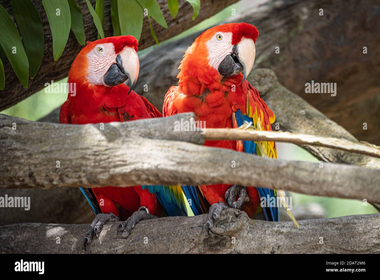 Wunderschöne scharlachrote Aras in Busch Gardens Tampa Bay in Tampa, Florida. (USA) Stockfoto