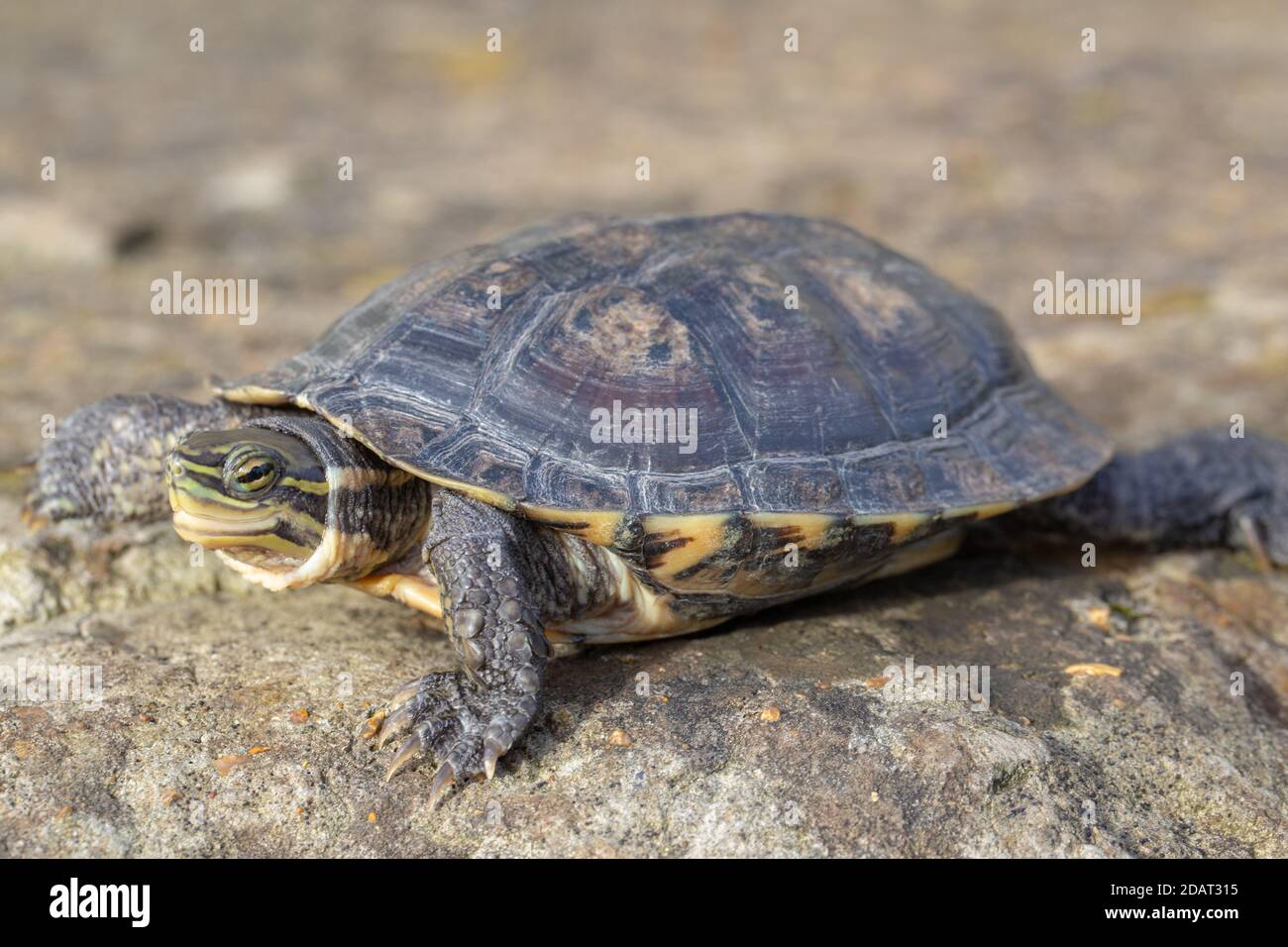 Vietnamesische oder Annan Pond Turtle oder Vietnamesische Blattschildkröte (Mauremys annamensis). Aus der Provinz Quang Nam, Annam, Zentralvietnam. Kritisch Bedroht Stockfoto