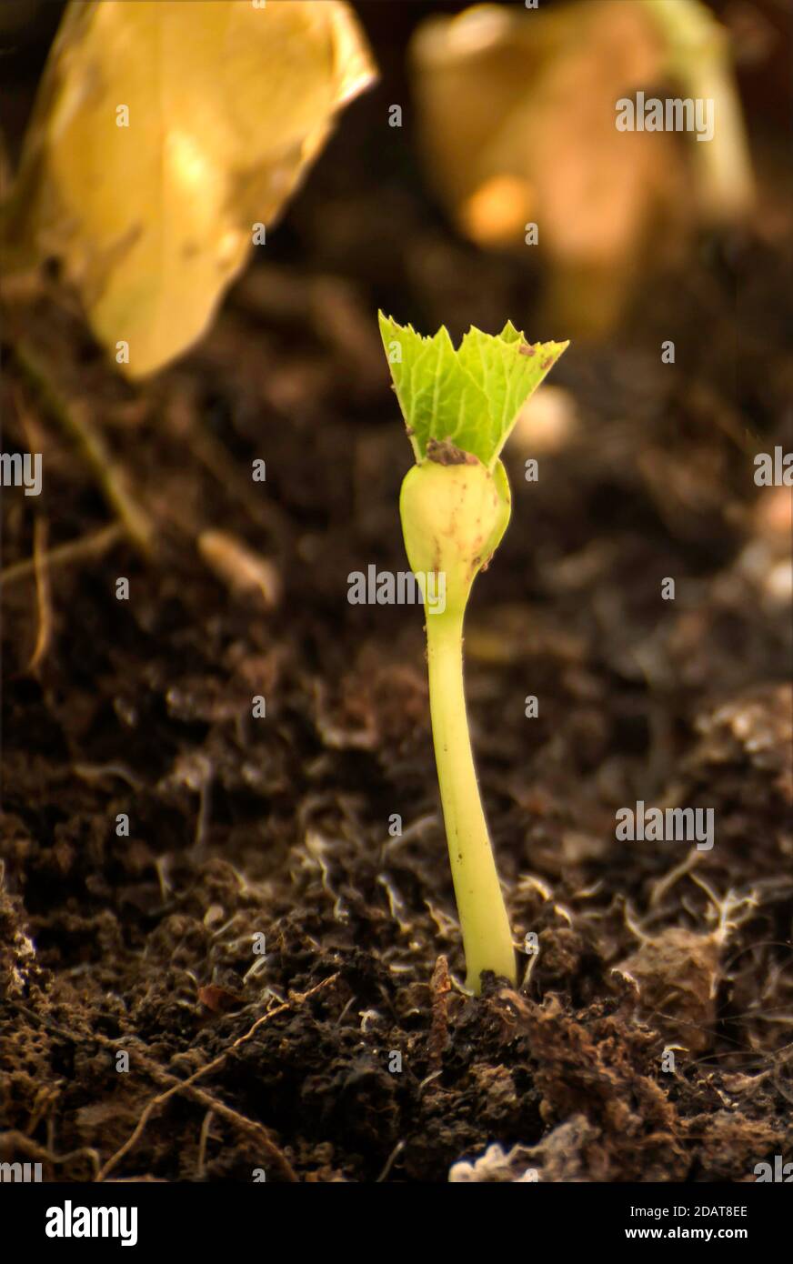 Nahaufnahme des grünen Sprossen aus dem Boden in der wachsen Morgenlicht Stockfoto