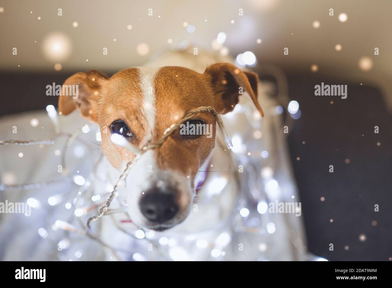 Weihnachtsstimmung Bild eines Jack russel mit Ambient weihnachtslicht. Hunde zu weihnachten. Stockfoto