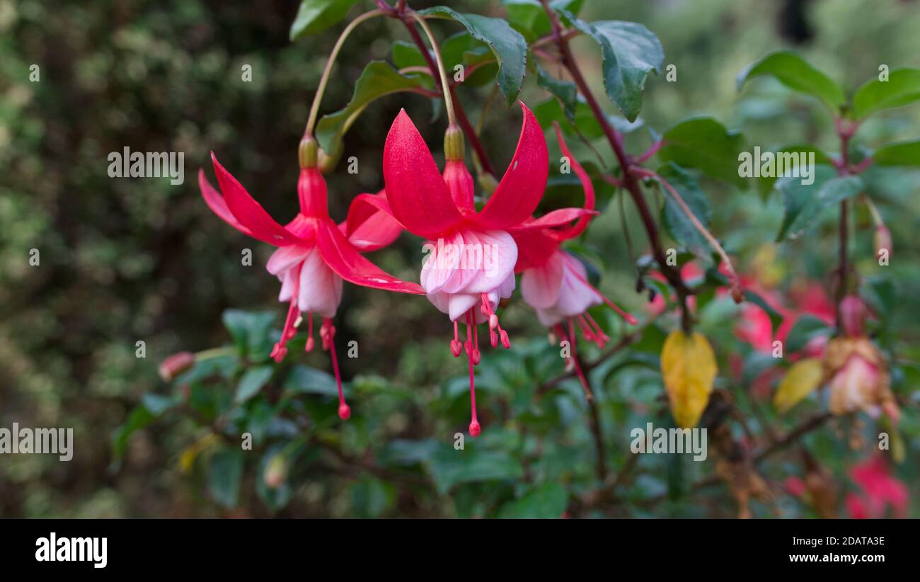 Schöne rosa Fuchsia Blüten gegen weiche grün verwischten Laub Hintergrund Stockfoto