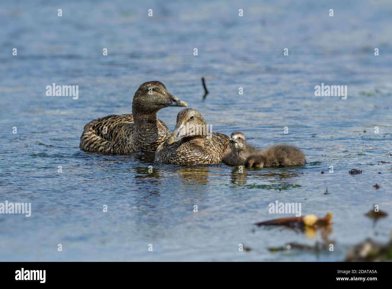 Gemeiner Eider - Somateria mollissima, schöne Seeente von den nordatlantischen Küsten, Shetlands, Schottland, Vereinigtes Königreich. Stockfoto