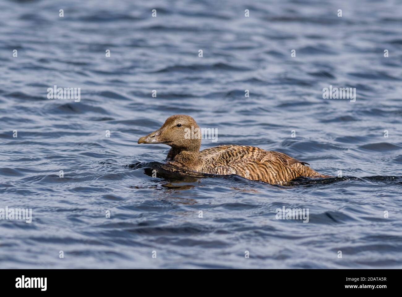 Gemeiner Eider - Somateria mollissima, schöne Seeente von den nordatlantischen Küsten, Shetlands, Schottland, Vereinigtes Königreich. Stockfoto