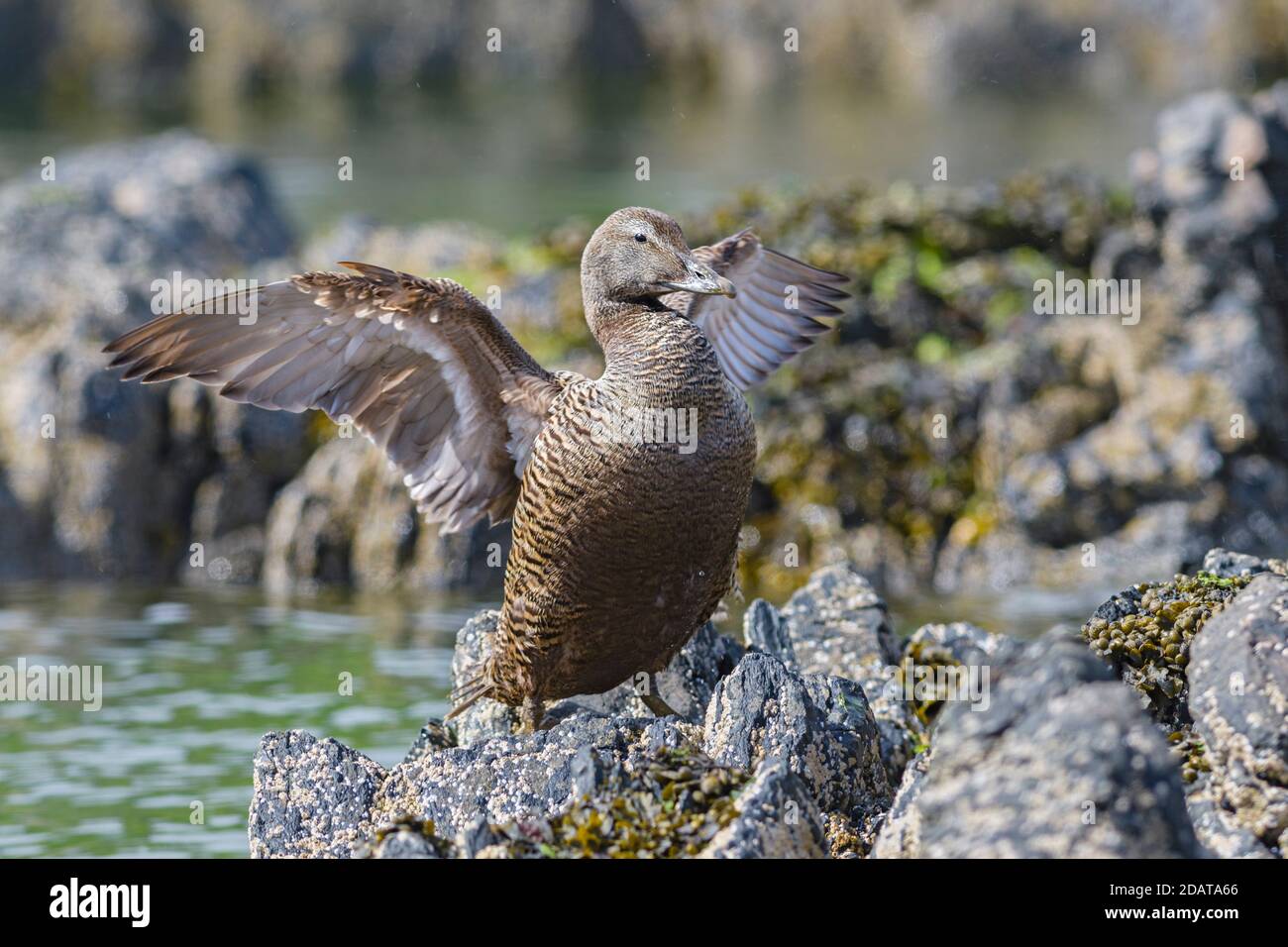 Gemeiner Eider - Somateria mollissima, schöne Seeente von den nordatlantischen Küsten, Shetlands, Schottland, Vereinigtes Königreich. Stockfoto