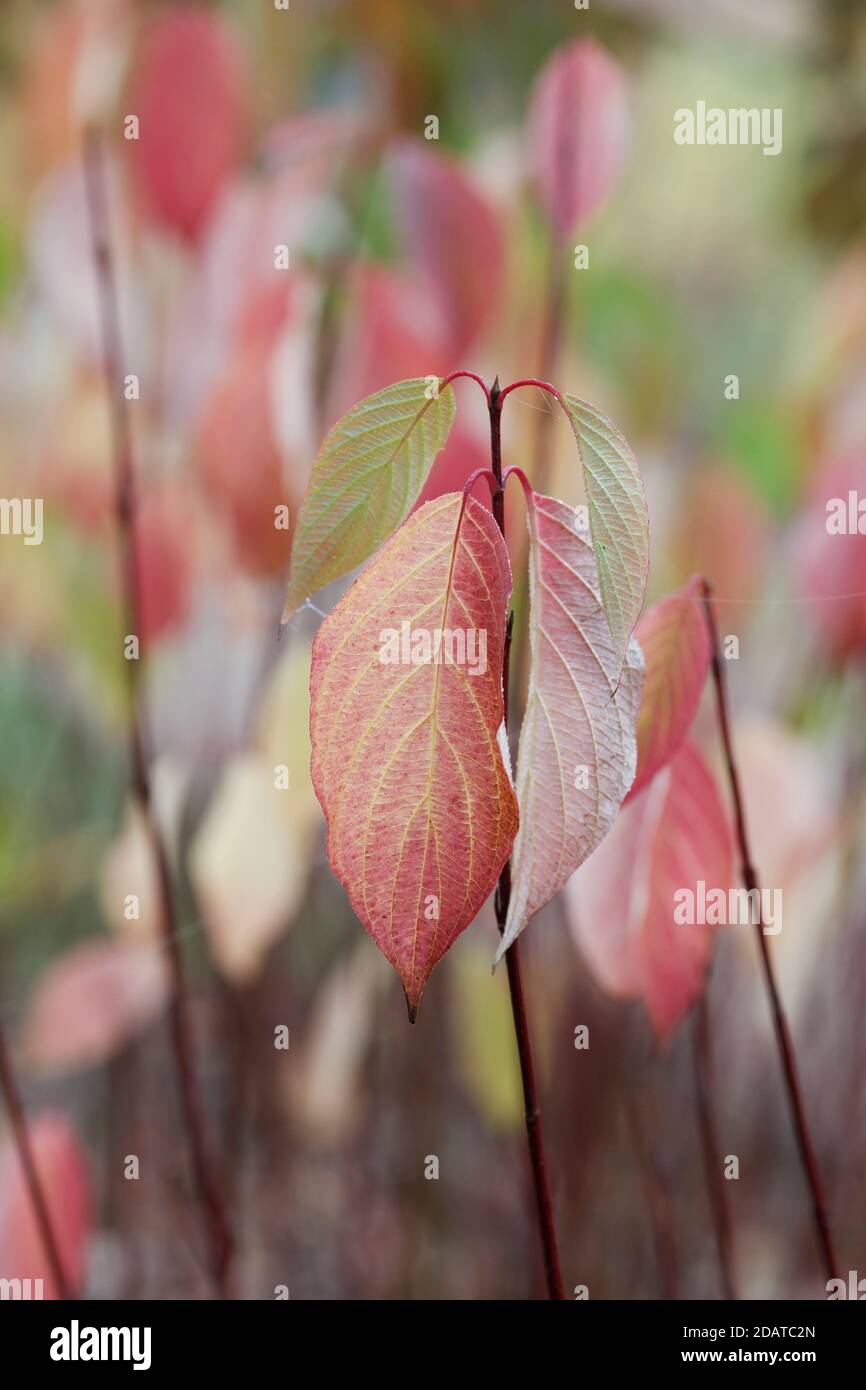 Cornus alba 'Baton Rouge' verlässt den Herbst. Stockfoto