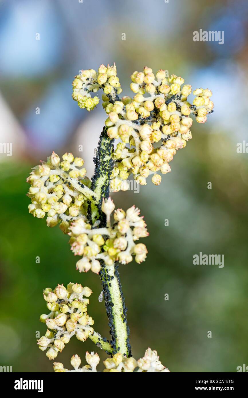 Makro einer Blume, die voll von Läusen ist Stockfoto