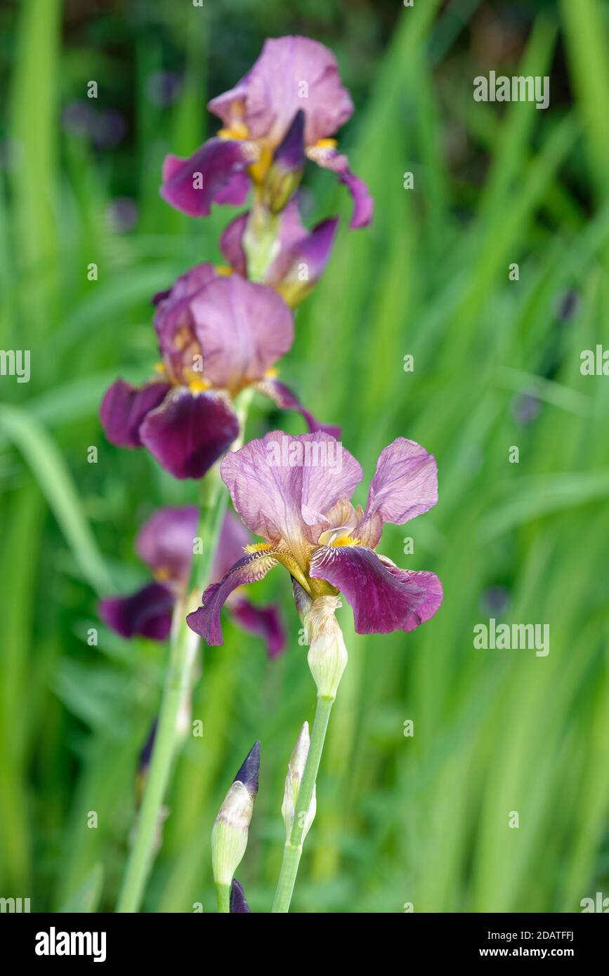 Bärtige oder deutsche Iris - Iris germanica Stockfoto