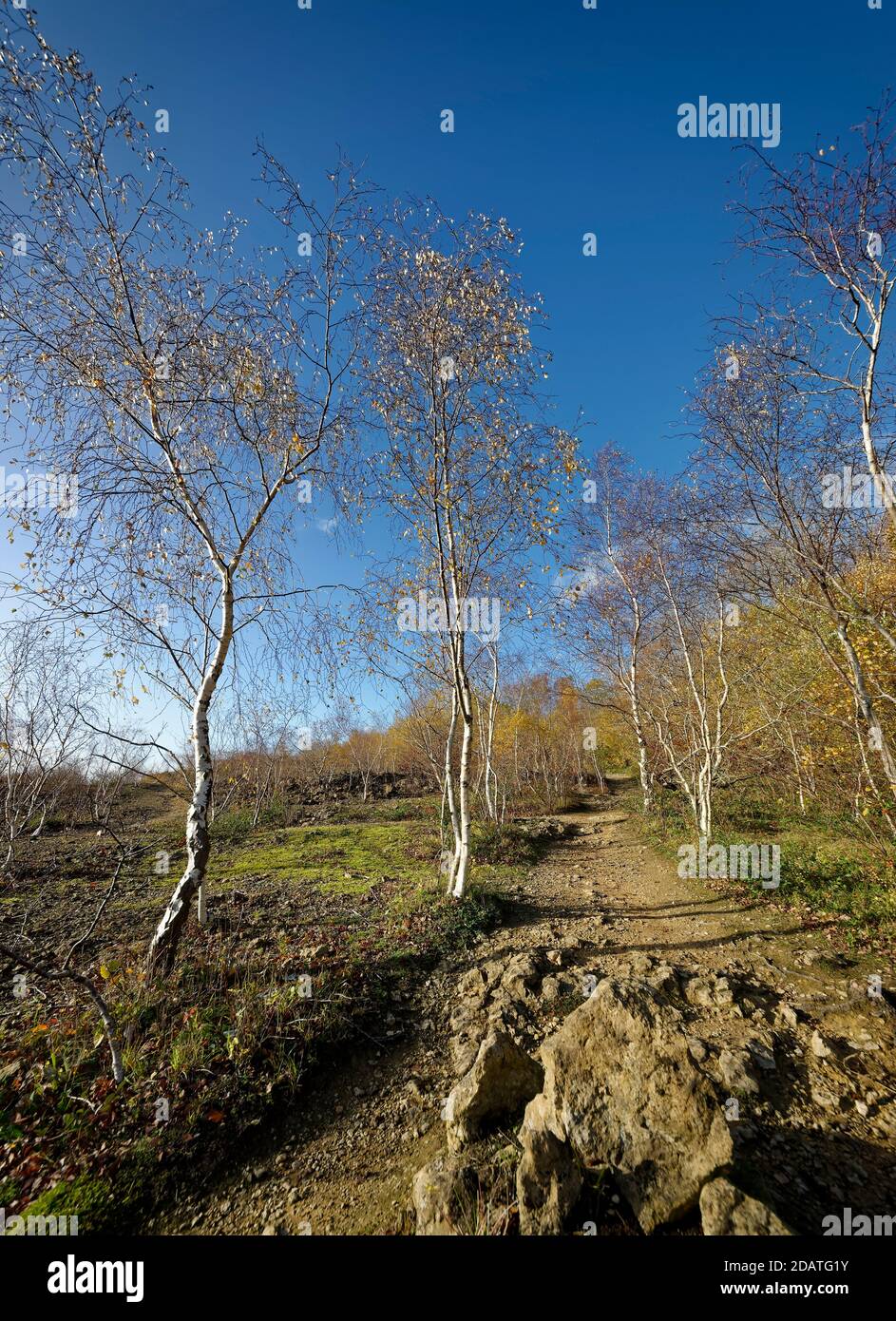 Silberbirke - Betula pendula, Bäume im Spätherbst im alten Cotswold Steinbruch Stockfoto