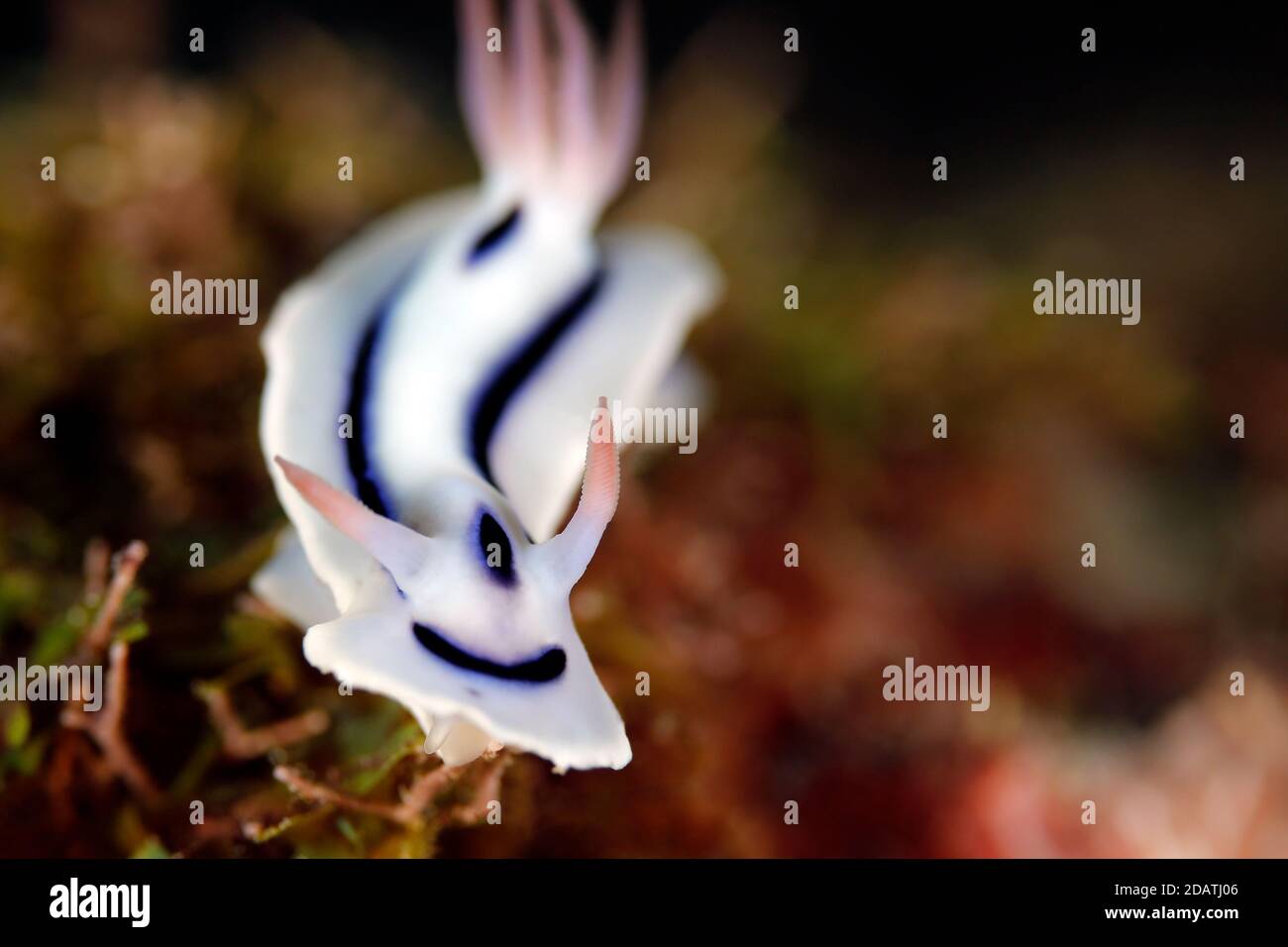 Loch's Magnificent Slug (Chromodoris Lochi). Mommon, West Papua, Indonesien Stockfoto