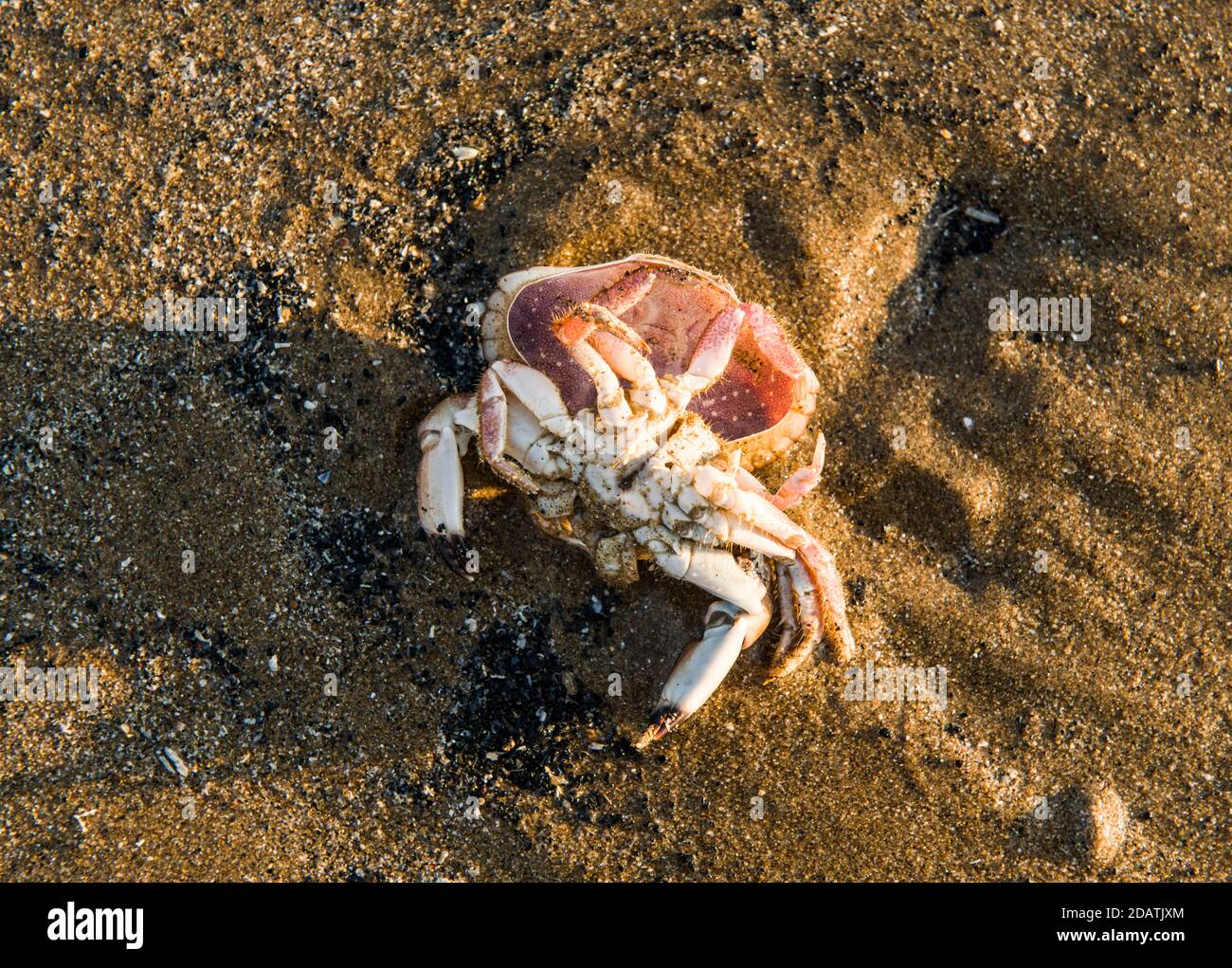 Eine auf den Kopf gedrehte Krabbe, die von einer Möwe gefressen wird, Dunraven Bay, Southerndown, Vale of Glamorgan, South Wales Stockfoto
