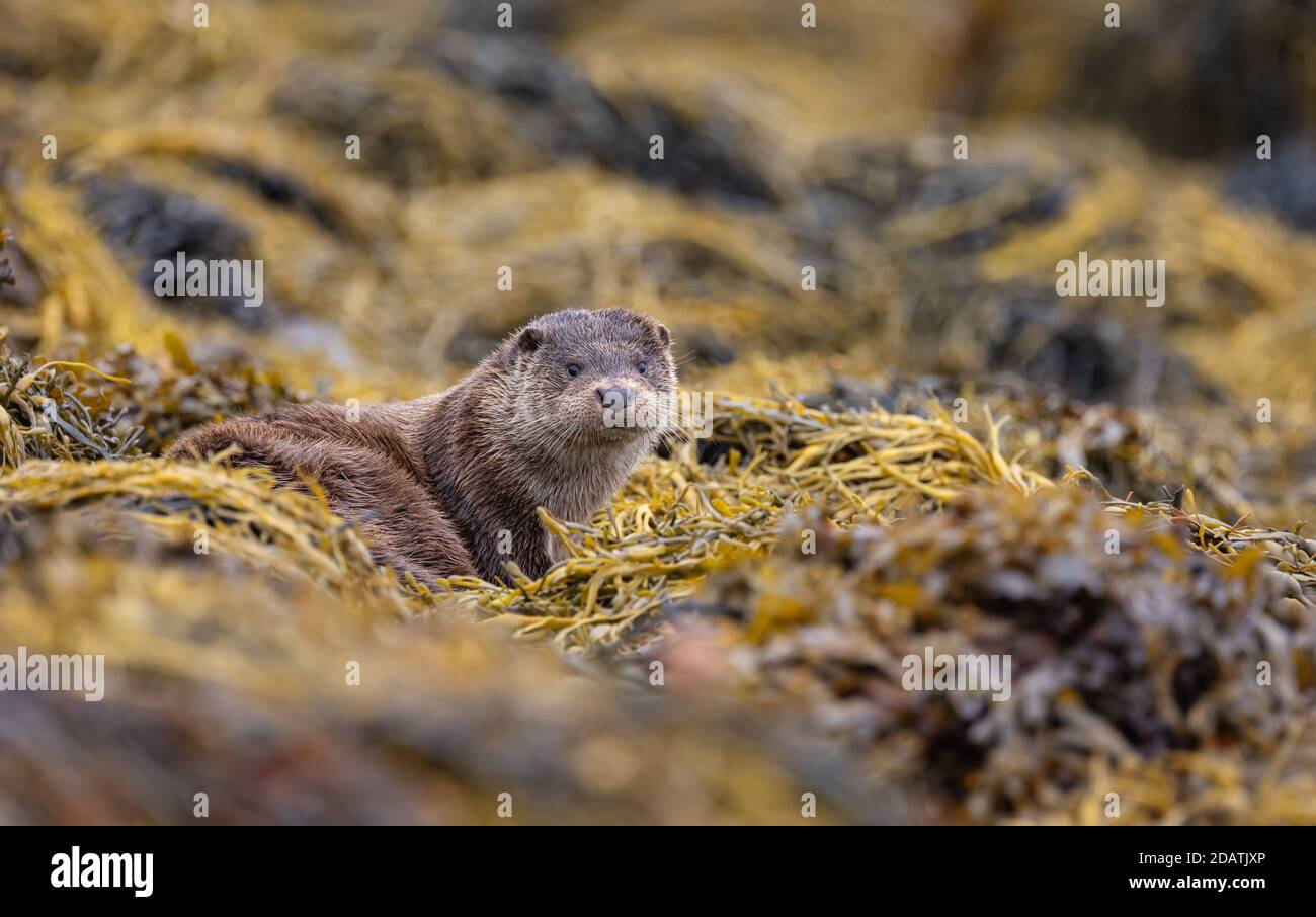 Wilder männlicher Otter in den Inneren Hebriden, Schottland, auf der Nahrungssuche an der Küste eines Loch Stockfoto