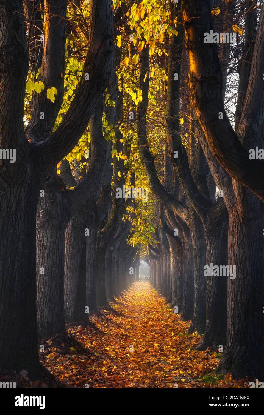 Lucca, Herbstlaub in einem von Bäumen gesäumten Gehweg in einem nebligen Morgen. Toskana, Italien. Stockfoto