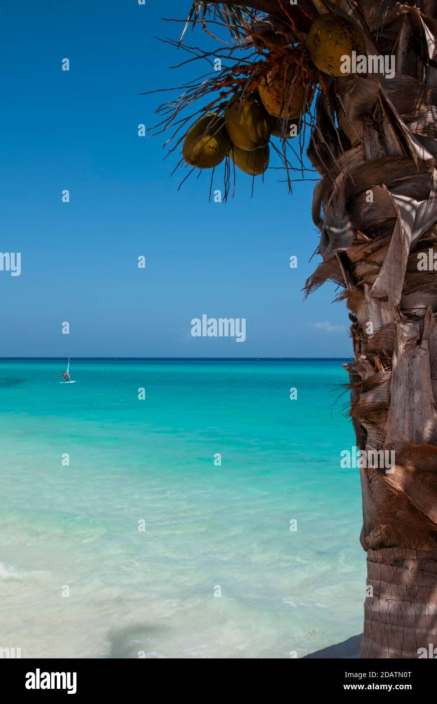 Ungeschickt natürliche Strandlage am Rande des karibischen Ozeans in der Nähe von Tulum, Mexiko. Im Hintergrund der blaue Himmel, karibisches Meer und ein Windsurfer Stockfoto