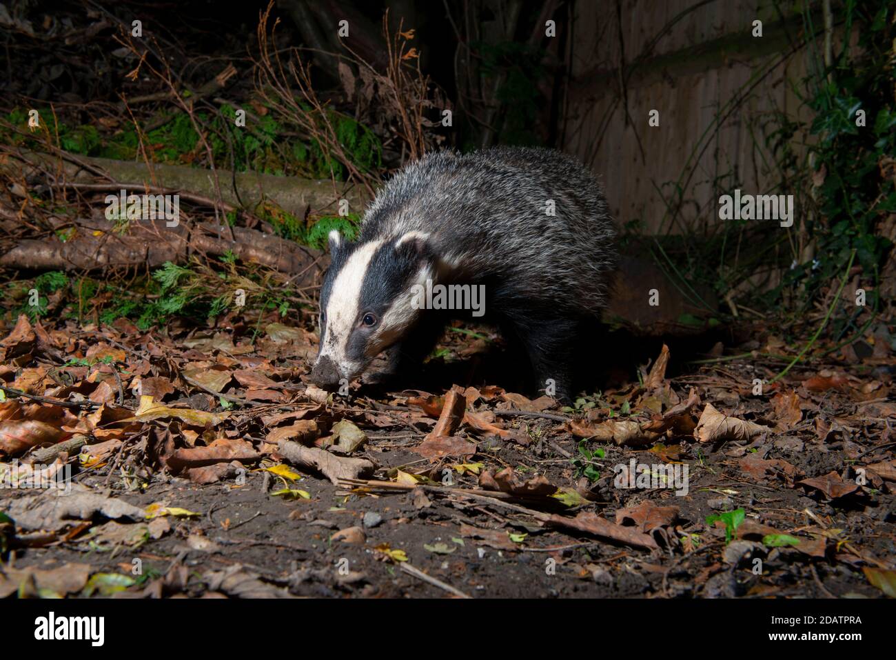 Dachs bei Nacht auf Nahrungssuche, Kopf auf den Boden und Suche nach Nahrung Stockfoto