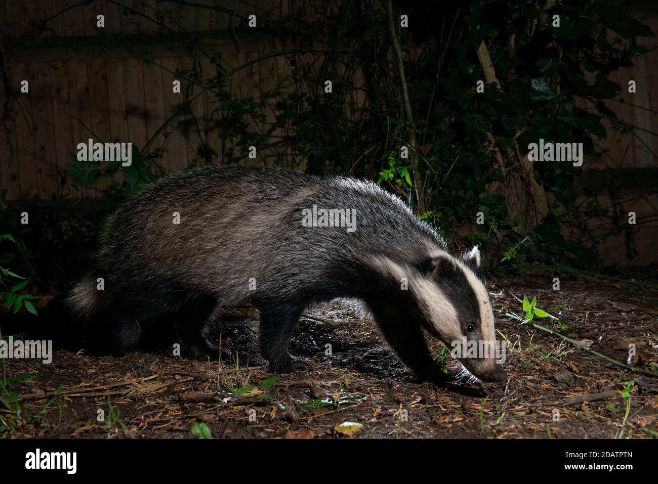 Dachs bei Nacht auf Nahrungssuche, Kopf auf den Boden und Suche nach Nahrung Stockfoto