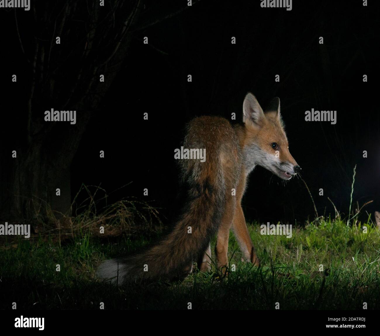 Fuchs in der Nacht stehend in Lichtfleck auf Gras, Rückansicht mit Kopf gedreht Blick auf eine Seite mit schönen vollen Pinsel (Schwanz) am nächsten an der Kamera Stockfoto