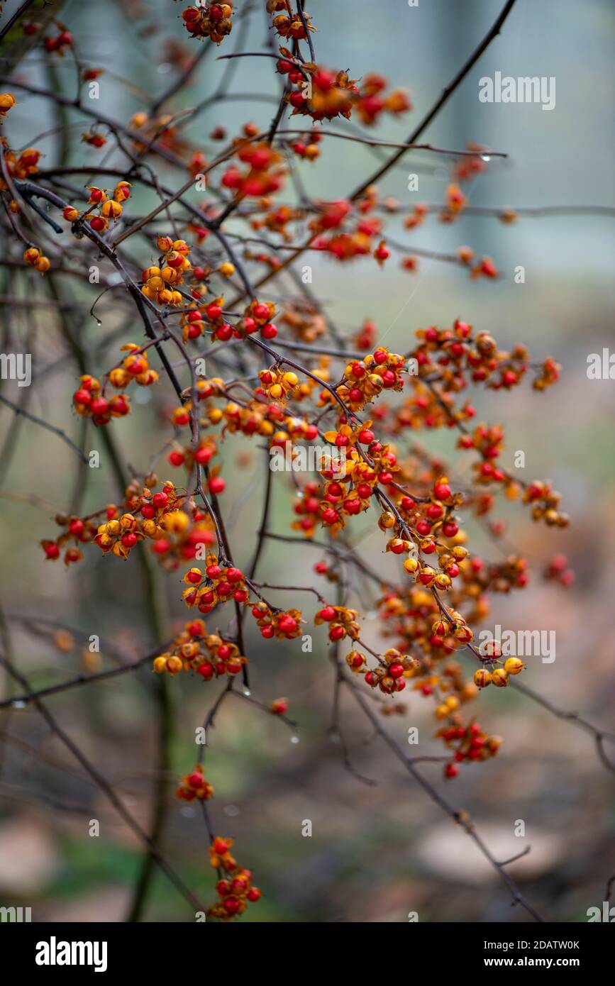 American Bittersweet, lateinischer Name Celastrus scandens, auf verschwommenem herbstlichen Hintergrund. Stockfoto