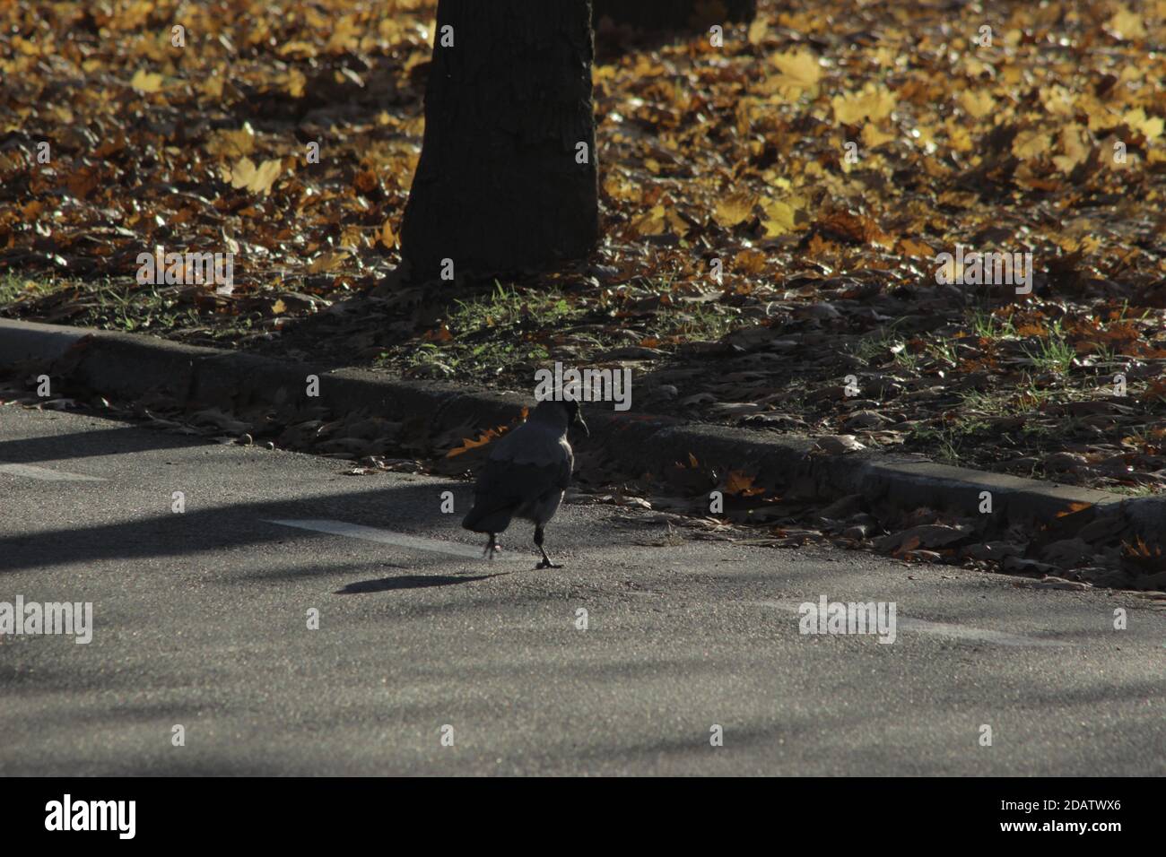 Krähe, Herbst Stockfoto