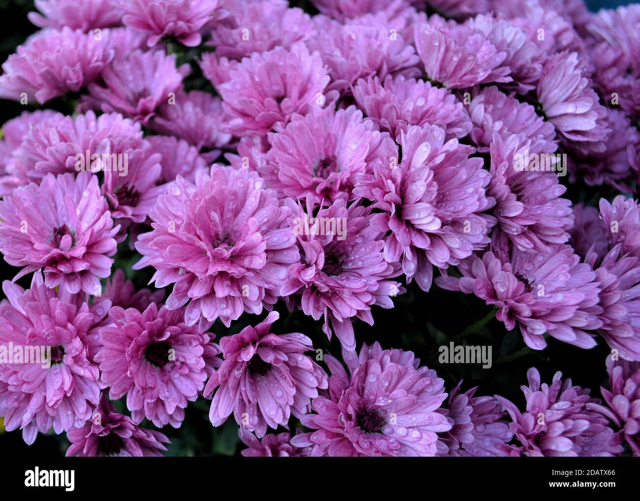 Eine farbenvolle Chrysanthemen,Chrysantema für 'Wszystkich świętych'. Stockfoto