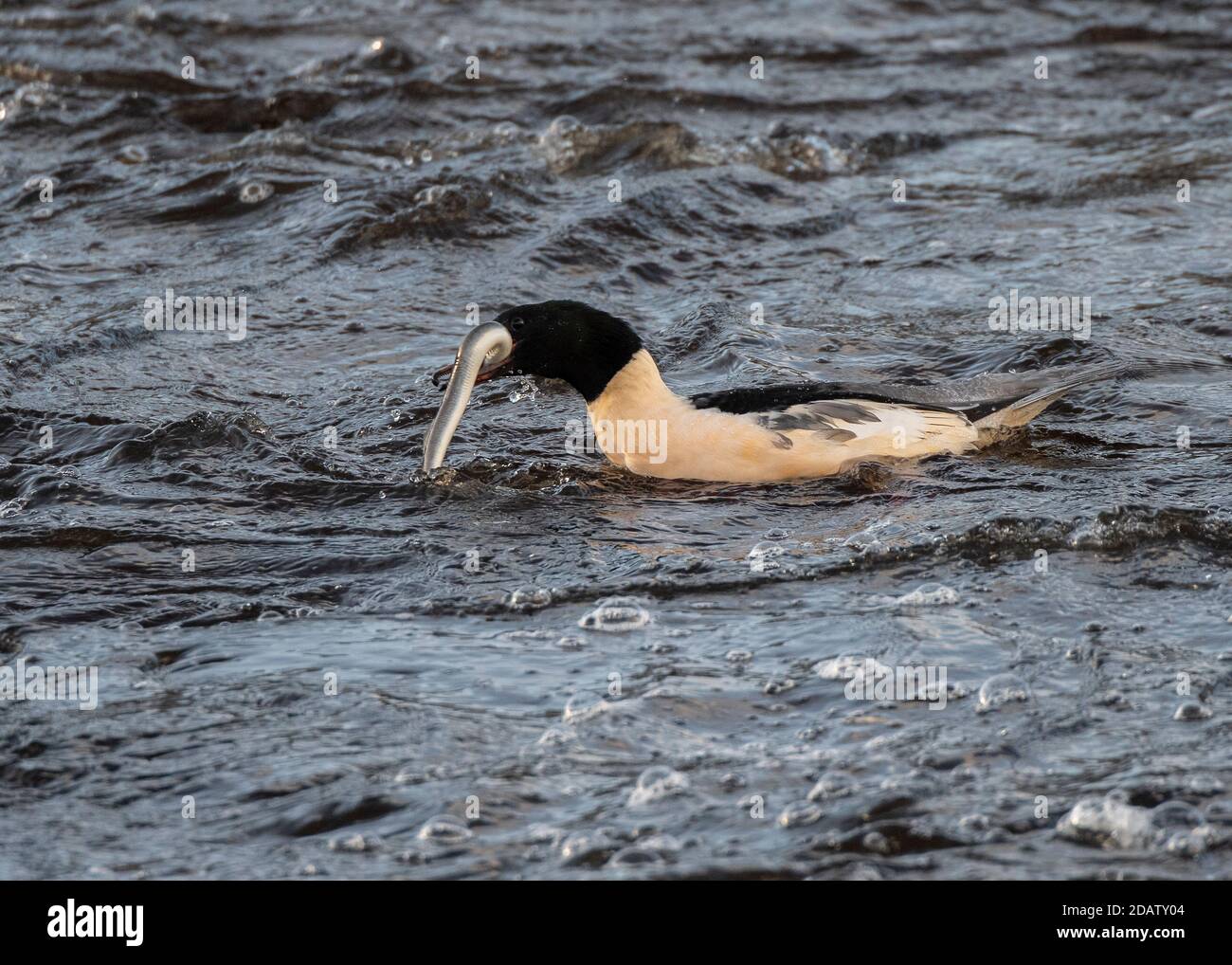 Gänsehaut (Mergus merganser), Männchen, die Flussneunaugen fressen, River Nith, Dumfries, SW Schottland Stockfoto