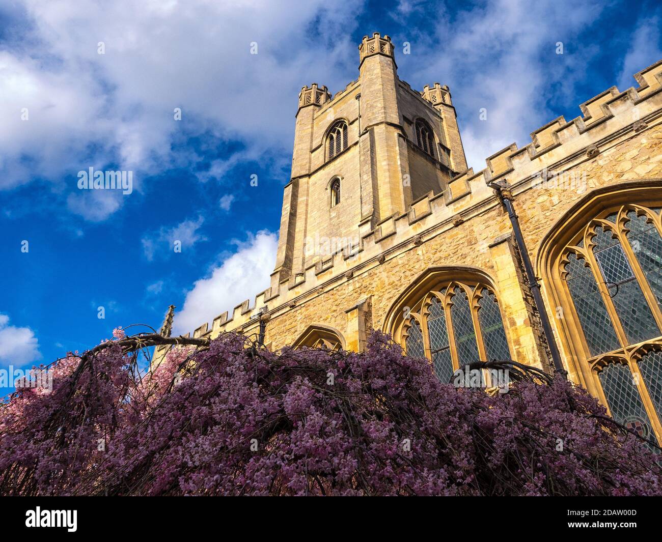 CAMBRIDGE, GROSSBRITANNIEN - MÄRZ 11. 2020 Uhr: Turmturm der Kirche St. Maria der Großen mit Frühlingsblüte auf dem Baum Stockfoto