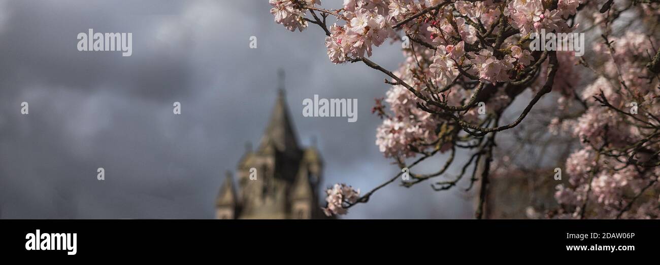 CAMBRIDGE, GROSSBRITANNIEN - MÄRZ 11. 2020: Panorama der Frühlingsblüte mit dem Turm der Emanuel United Reform Kirche im Hintergrund Stockfoto
